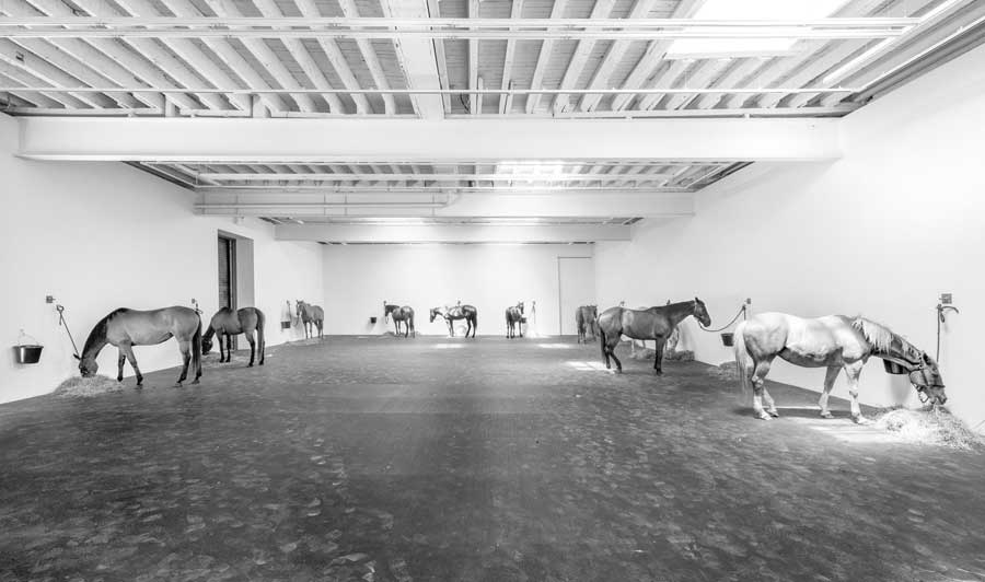 Jannis Kounellis’s 2015 performative piece, Untitled (12 Horses), 12 horses are tethered and feeding in a large open space